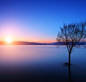 calm blue photo with tree representing serenity from Healthy Mindsets Therapy.